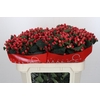 Hypericum True Romance
