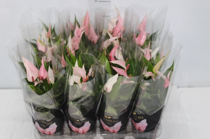 <h4>ANTHURIUM LILLI P09 PREMIUM</h4>