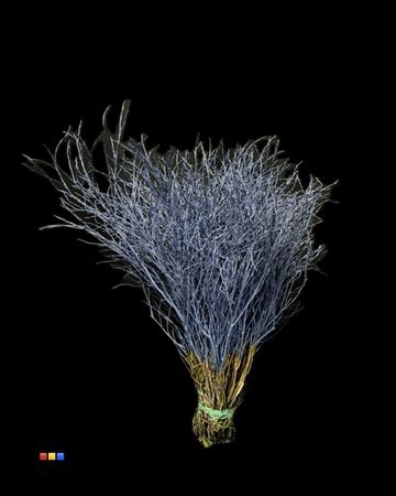<h4>Vaccinium / Heidelbeer Marine Blue</h4>