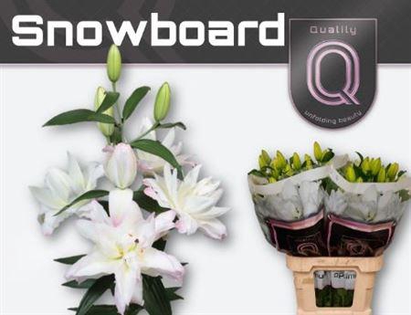 <h4>Li Or Du Snowboard</h4>