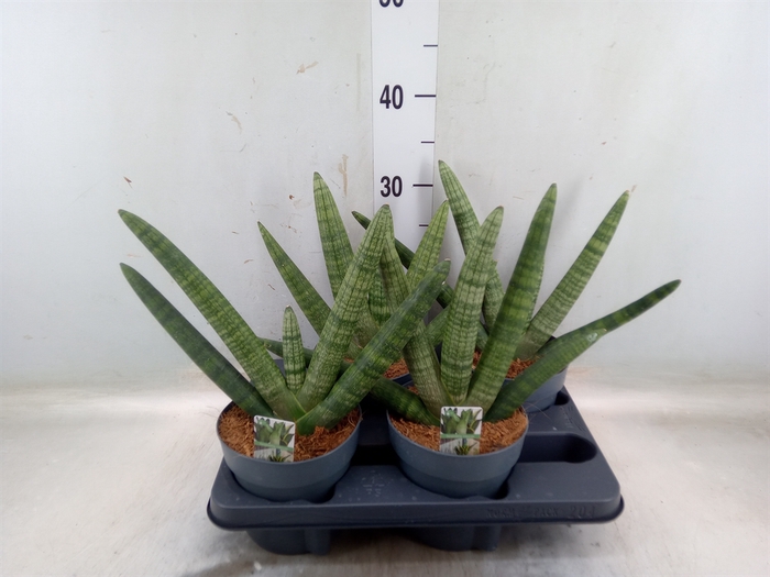 <h4>Sansevieria cyl. 'Boncel'</h4>