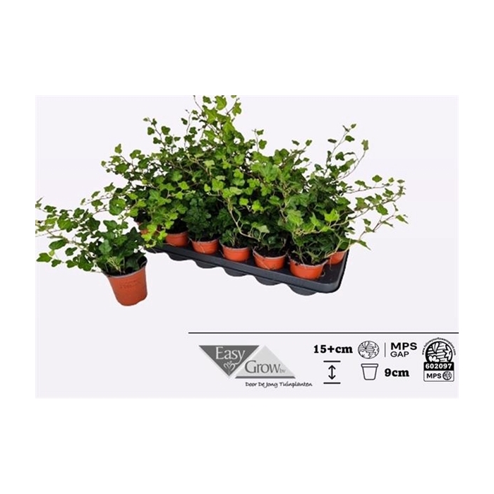 <h4>Hedera helix Wonder 9Ø 15cm</h4>