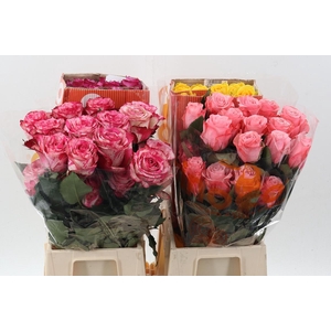R Gr Assorti Mixed Box 40cm CO