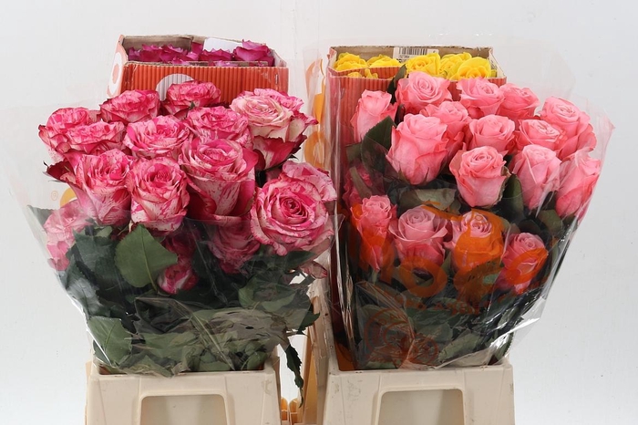 <h4>R Gr Assorti Mixed Box 40cm CO</h4>
