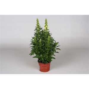 Antirrhinum majus geel