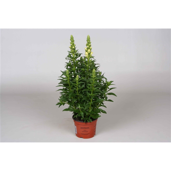 <h4>Antirrhinum majus geel</h4>