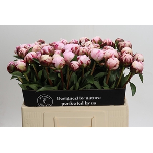Paeonia Reine Hortense
