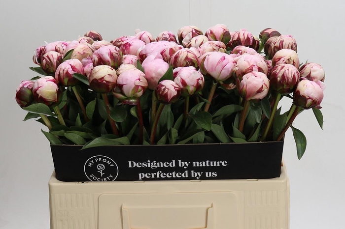 <h4>Paeonia Reine Hortense</h4>