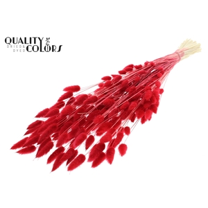 Lagurus Premium per bunch Bleached Red
