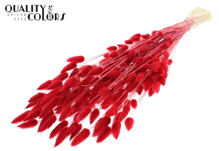 Lagurus Premium per bunch Bleached Red