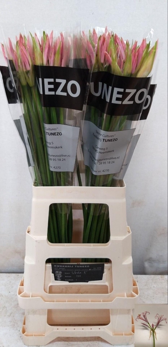 <h4>NERINE BOWDENII 'VESTA K'</h4>