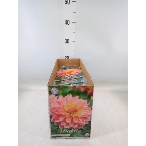 Dahlia   ...flowerbulbs