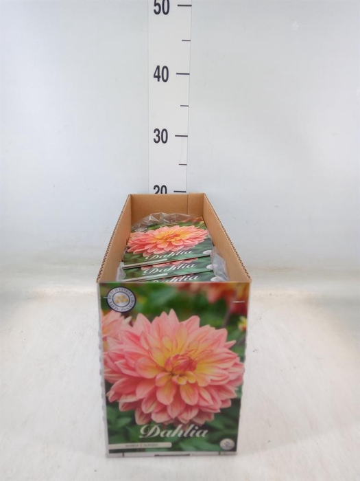 <h4>Dahlia   ...flowerbulbs</h4>