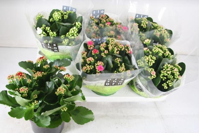 <h4>KAL GE GEM 4 KL</h4>