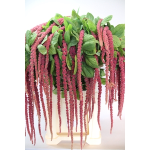 AMAR CA RED CORD
