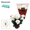 Chrysanne® Margarita White