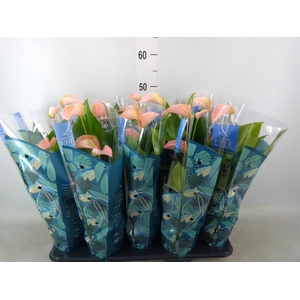 Anthurium andr. 'Joli Peach'