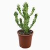 Euphorbia