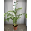 CYATHEA COOPERI