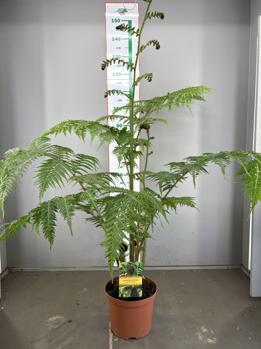 CYATHEA COOPERI