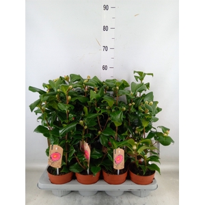 Camellia japonica 'Dr King'