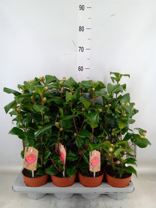 <h4>Camellia japonica 'Dr King'</h4>