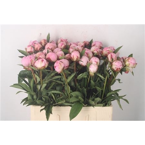 Paeo L Sarah Bernhard Pink X50