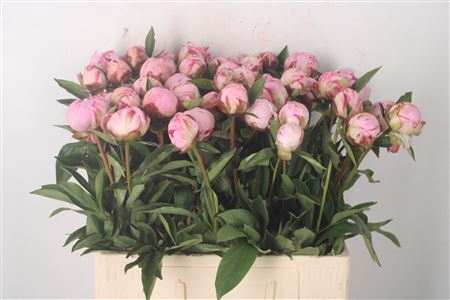 <h4>Paeo L Sarah Bernhard Pink X50</h4>
