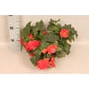 Begonia tub. Rose