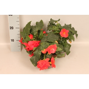 Begonia tub. Rose/Rood