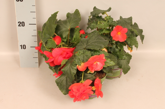 Begonia tub. Rose