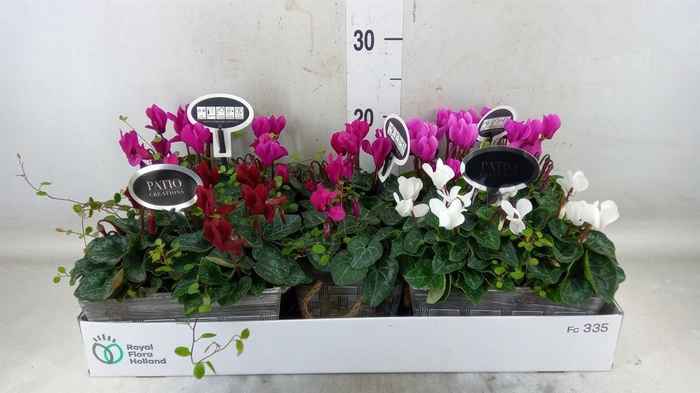 <h4>Arr.  Cyclamen L%</h4>