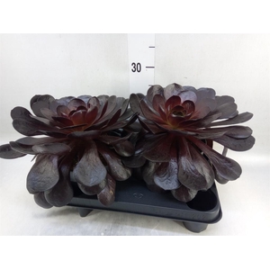 xSemponium  'Destiny'