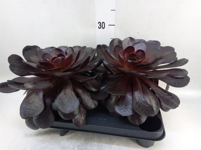 <h4>xSemponium  'Destiny'</h4>