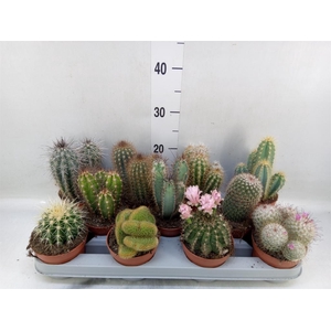 Cactus   ...mix