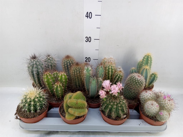 <h4>Cactus   ...mix</h4>