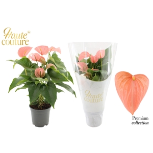 Anthurium 17 cm Festivo Lux in Haute Couture sleeve