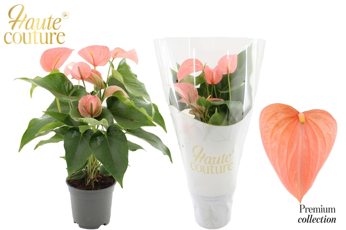 <h4>Anthurium 17 cm Festivo Lux in Haute Couture sleeve</h4>