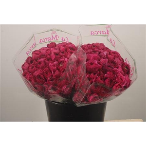 Ran. Su Cherry Sec X50