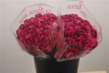 <h4>Ran. Su Cherry Sec X50</h4>