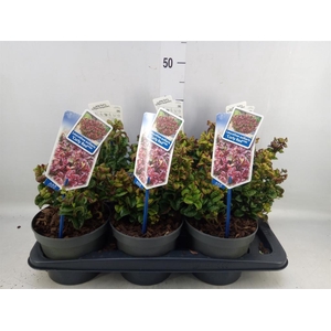 Leucothoe axillaris 'Curly Red'