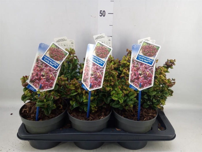 <h4>Leucothoe axillaris 'Curly Red'</h4>