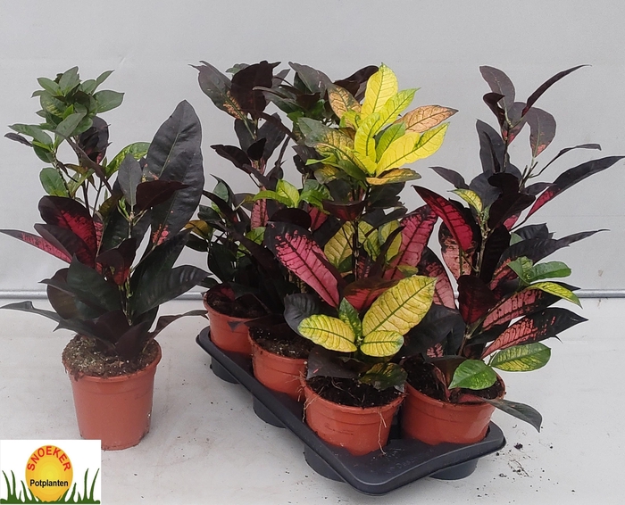 <h4>COD KL MRS ICETON</h4>