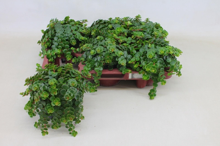 <h4>SEDUM MA KOSMOSJE</h4>