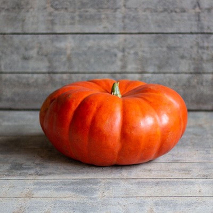 <h4>Cucurbita</h4>
