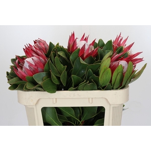 Protea Cynaroides Madiba