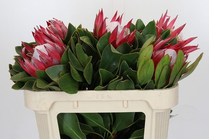 <h4>Protea Cynaroides Madiba</h4>