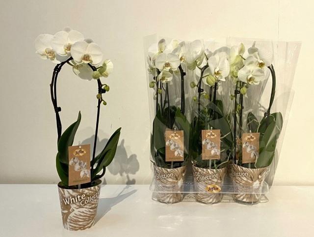 <h4>PHAL OV WIT</h4>