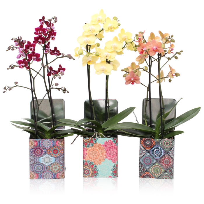 <h4>Phal. Multi 2-tak mix in BGC179 Blik Indian Summer</h4>