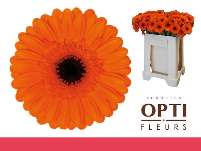 <h4>Germini Caramba Water</h4>